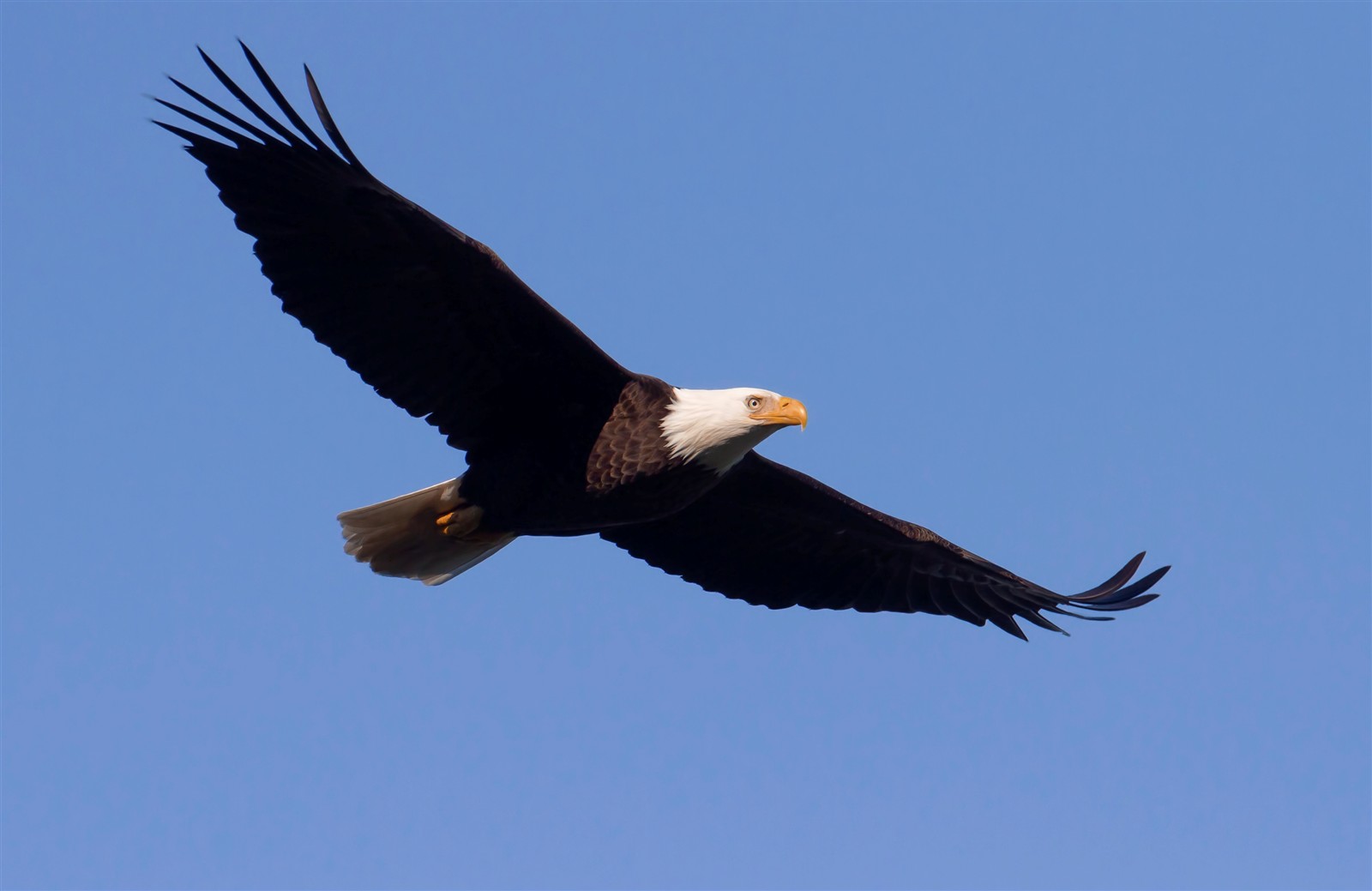 eagle-pictures-free